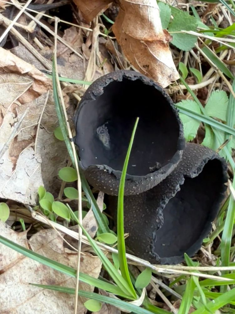 Devil’s Urn, Urnula craterium with some insects, springtails and something else