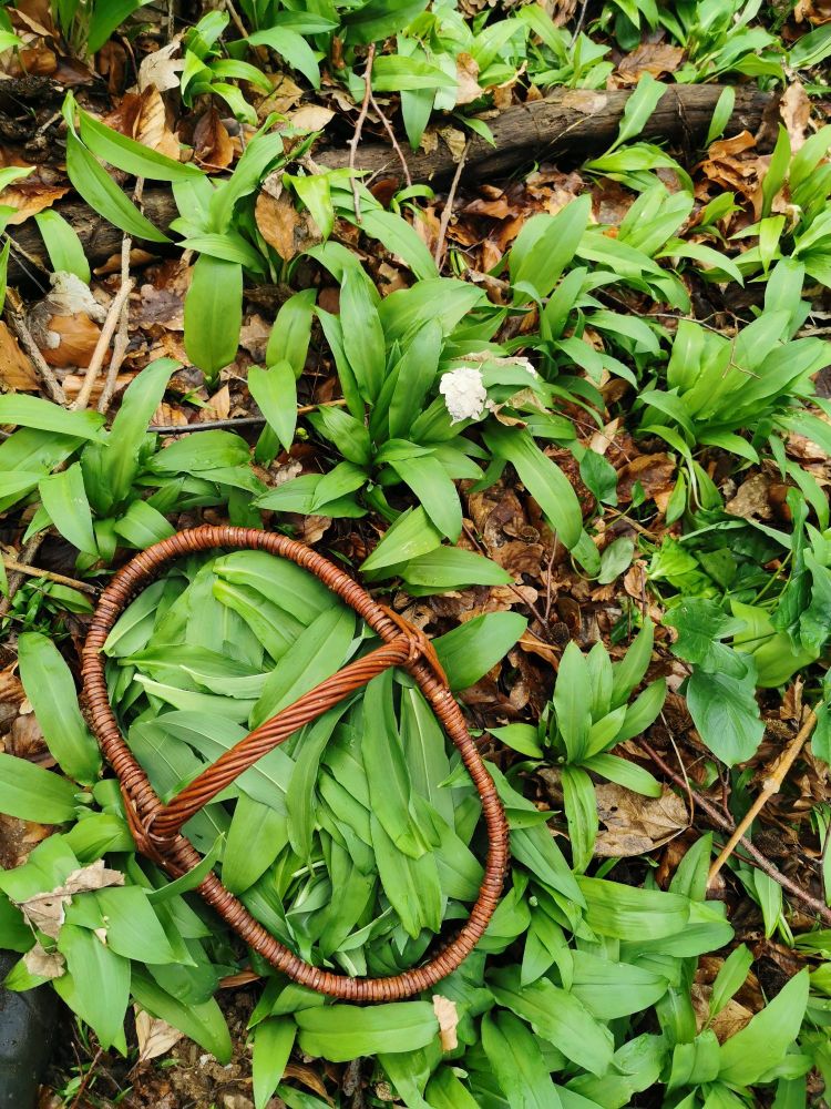 Ground covered with wood garlic plants. In between a basket full with leaves.
