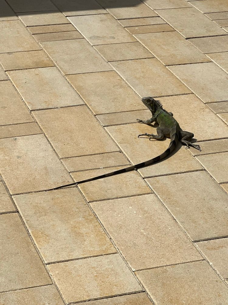Iguana