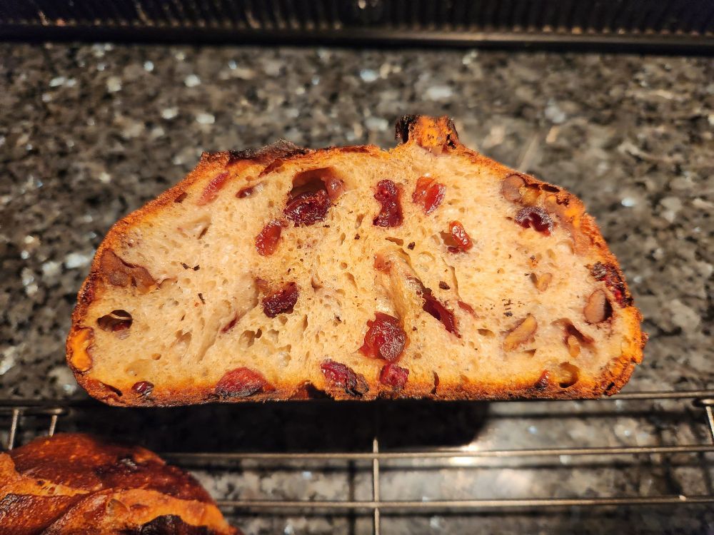 A cross-section of a cranberry and walnut sourdough loaf, showing the aerated crumb and, well, cranberries and walnuts.