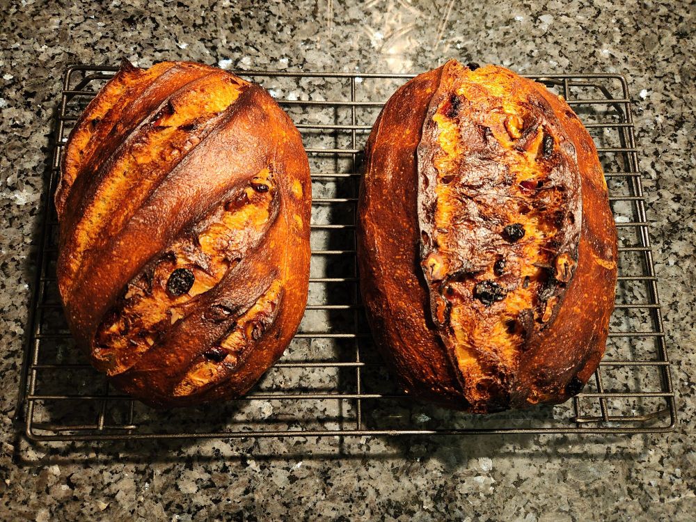 Two cranberry and walnut sourdough loaves, one scored with a series of angled slashes, the other with one lengthwise score.