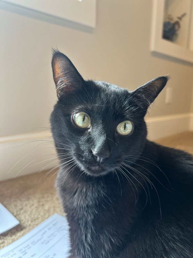 Close up of the head and shoulders of a little black cat. The sunlight coming from the left is highlighting her beautiful yellow-green eyes and fine whiskers. Her expression is a bit bemused as she looks slightly up and just to the right.