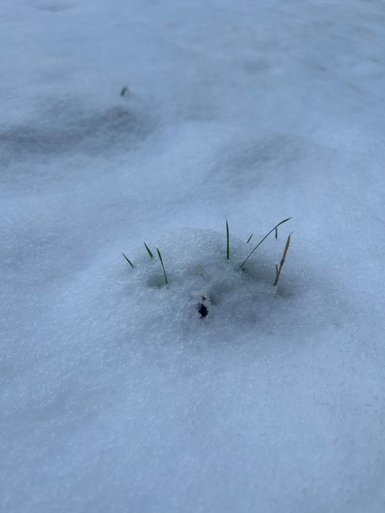 Close up of a tuft of green grass blades peeking up through a fresh layer of snow
