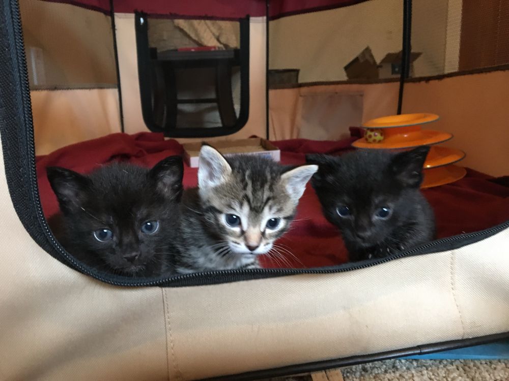Three young kittens in a row peeping over the zipper doorway opening of a canvas playpen, from left to right we see a void, a tabby and another void. They might be big enough to make a break for it?