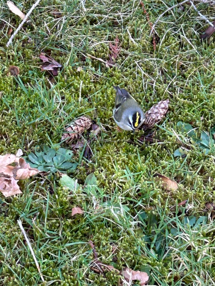 Moss and grass fill the view, scattered with dried brown leaves, a couple leafy weeds and pinecones. In the center, barely bigger than the pinecones is a tiny bird, his plumage is shades of grey and his cap is a bold bright yellow stripe with black on either side, the reason for his species name: gold crowned kinglet. He is staring intently at the grass, caught in the midst of busy foraging 