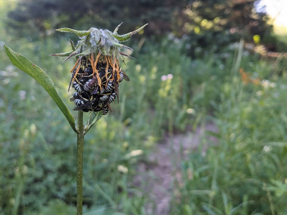 A cluster of wasps hangs from a tall green plant, with a background of soft green foliage 