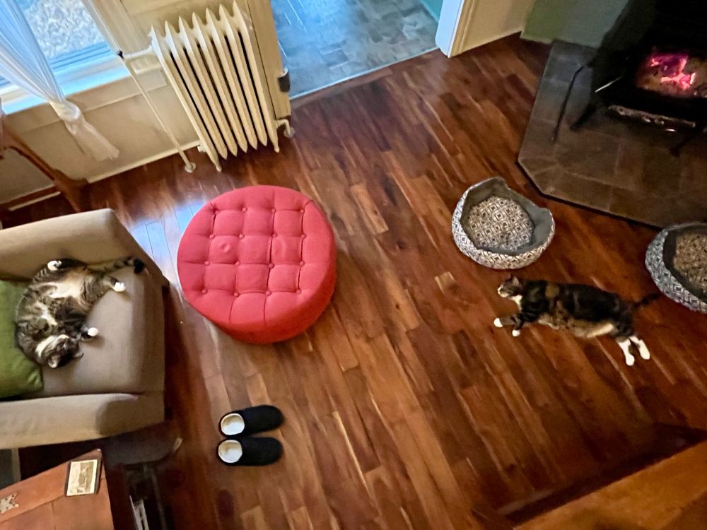 Two cats flop on the floor and chair, over heated by the wood stove. 