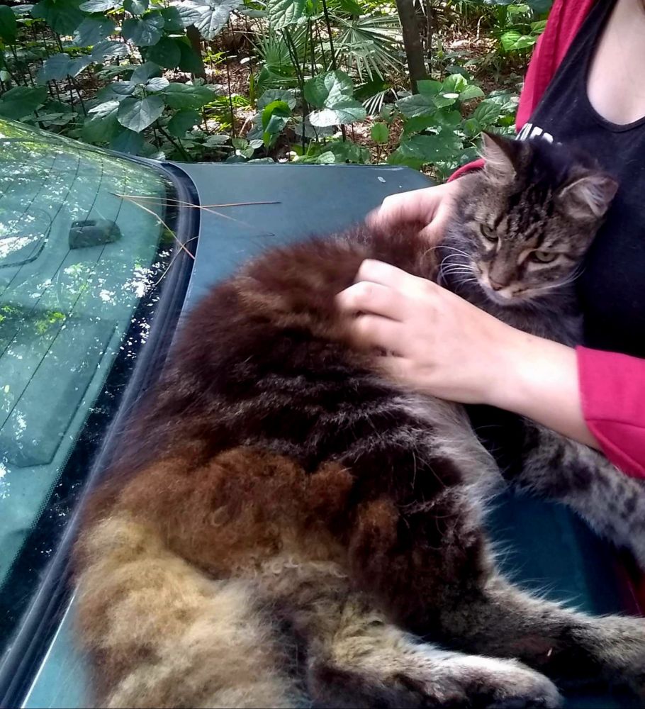A black brown and tan Maine Coon mix cat named Gordon lays on the trunk of a green car. He is leaning against a person wearing a black shirt with red sleeves while enjoying being petted.