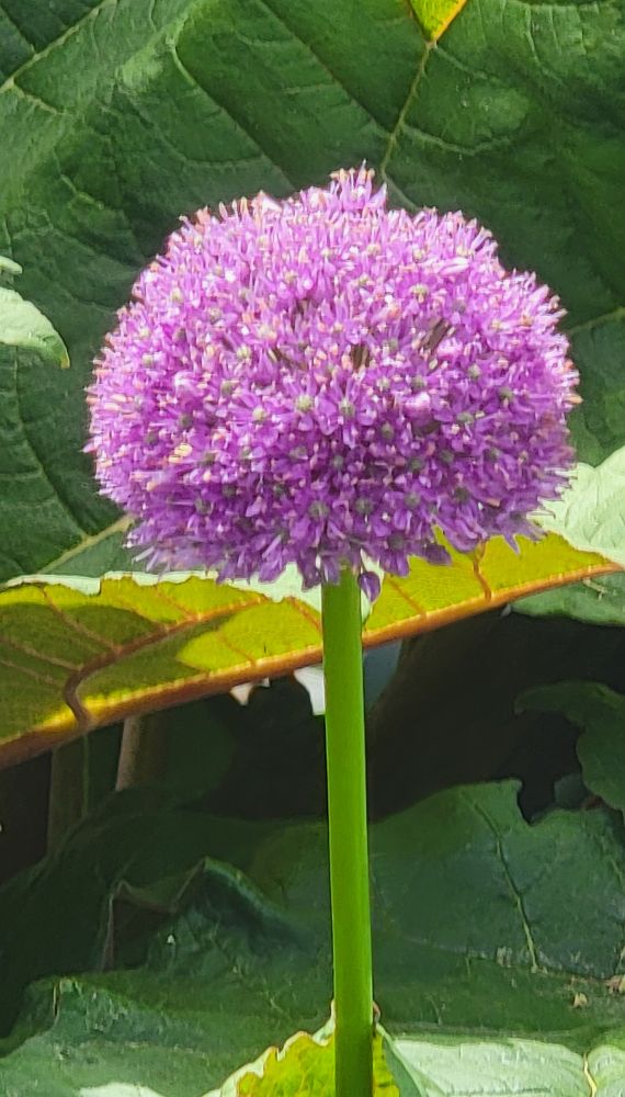 A plant called Allium giganteum with a purple bloom and a green stalk is pictured in front of green leaves. 