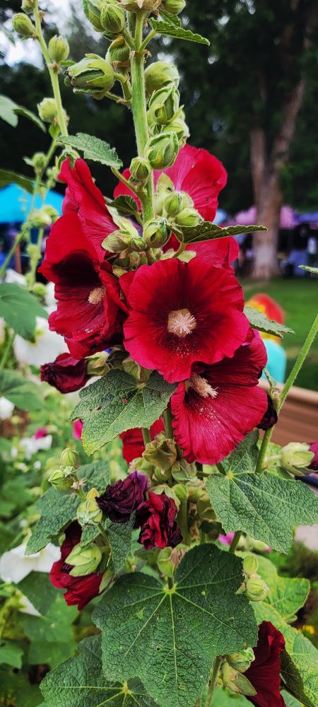 Luscious green leaves and deep red flowers (Alcea Rosea) 