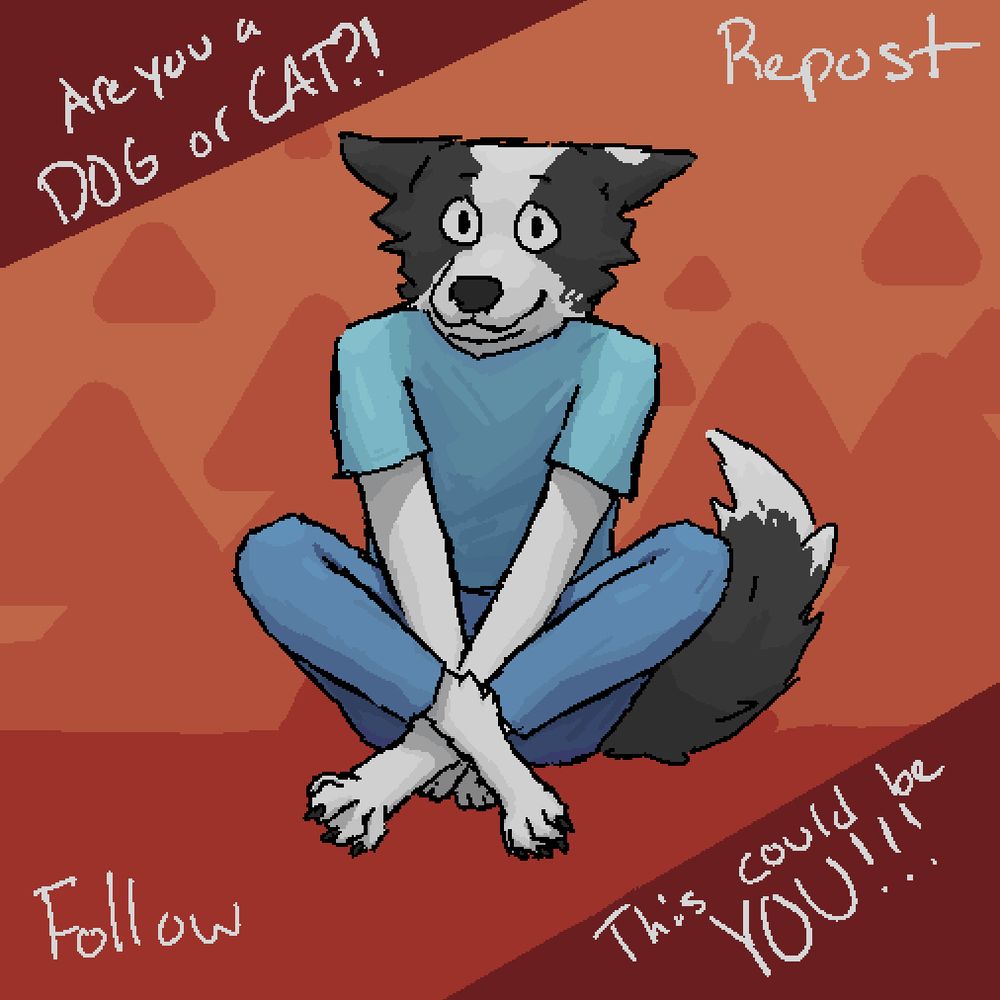 A white and gray anthro border collie is sitting down looking directly at the viewer. They are acting shy, but they have a small smile. They are wearing a light blue shirt and blue pants. The background is made with 3 shades of red/orange. There are multiple pieces of text scattered around the image. Top-left: "Are you a DOG or CAT?!" Top-right: "Repost" Bottom-left: "Follow" Bottom-right: "This could be YOU!!!"