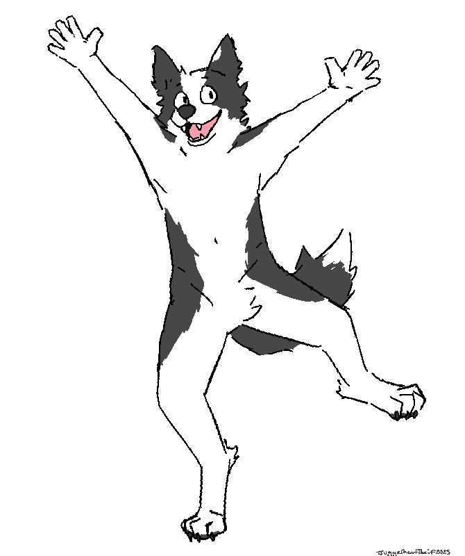 A white and gray anthro border collie is jumping for joy, while looking off to the side.