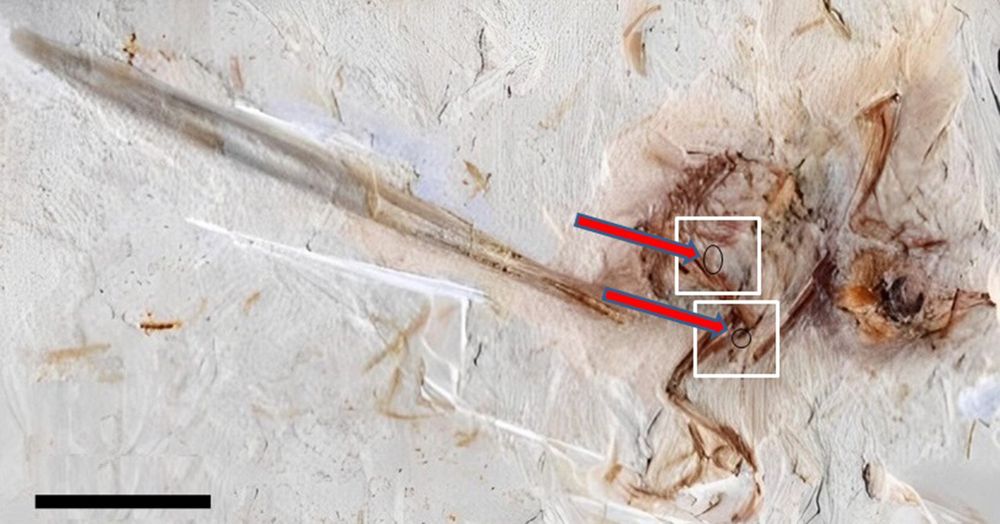 Fossilized specimen of the bird-like dinosaur Cratoavis, with boxes and arrows indicating clusters of fish bones preserved inside its body.