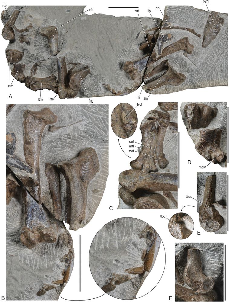 Fossilized partial skeleton of a flightless extinct seabird.