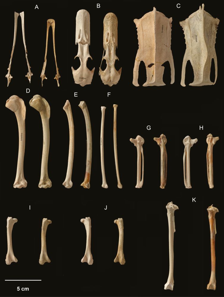 Bones of an extinct duck (left in each comparison) next to those of the closely related extant paradise shelduck (right).
