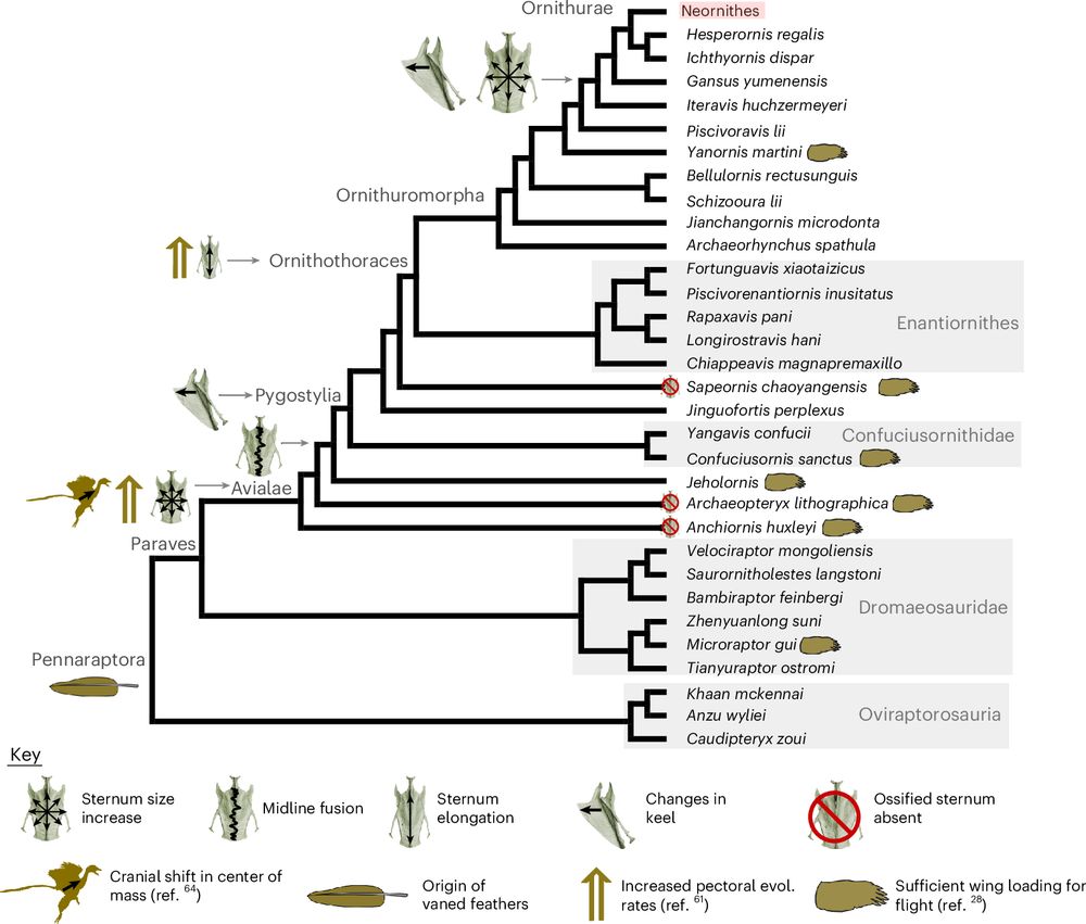 Diagram showing the evolutionary relationships of birds and their close extinct relatives, with icons marking notable evolutionary transformations in breastbone and flight anatomy.