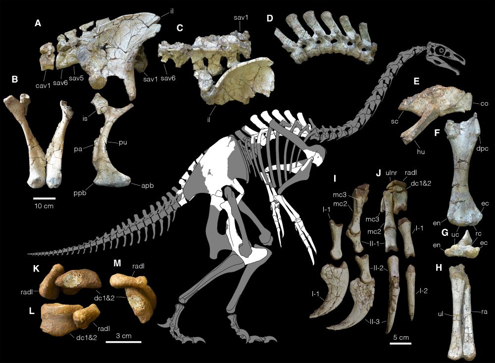 Reconstructed skeletal diagram and fossilized bones of a strange herbivorous dinosaur with large claws on its two-fingered hands.