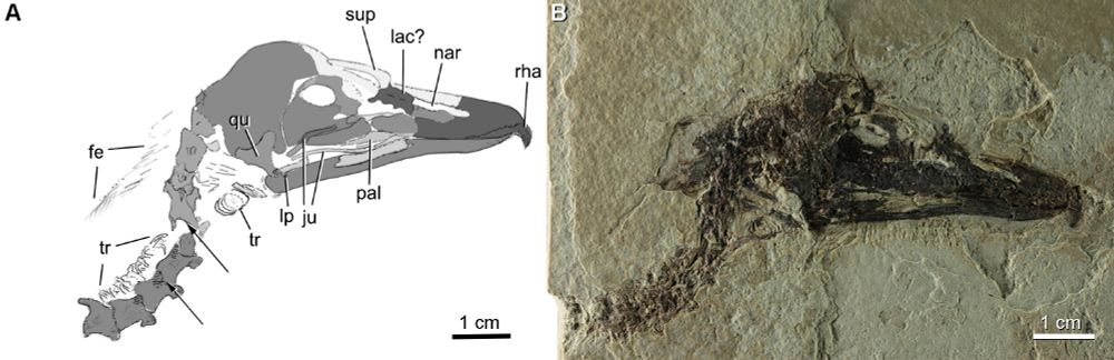 Fossilized skull and neck of an extinct bird of prey.