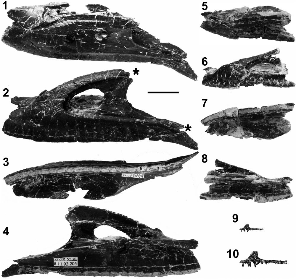 Fossilized bones from the snout of several bird-like dinosaurs, representing different individuals of different ages from the same species.