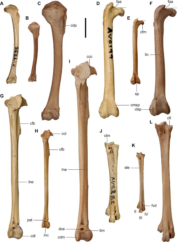 Comparison of the wing and leg bones of several species of rail, including the recently extinct Hodgens' waterhen (A, D, G, J), the closely related Australian crake (B, E, H, K), and the black-tailed nativehen (C, F, I, L).