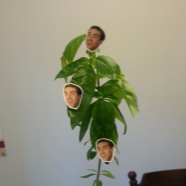 A basil plant with 3 small cutouts of Nic Cage's face stuck on it.