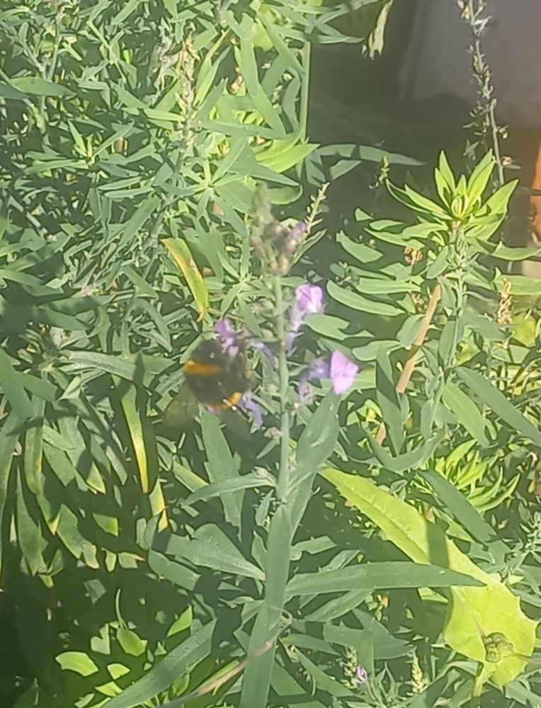 A bumblebee on purple flowers surrounded by green leaves