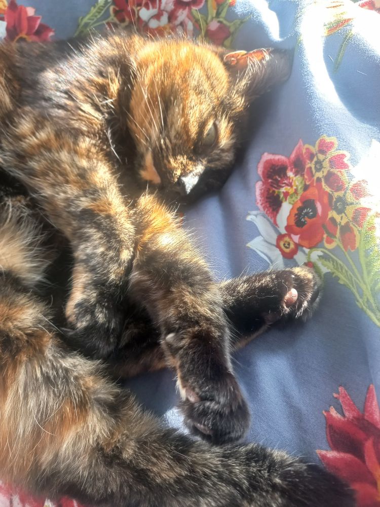 A tortoiseshell cat is lying on her side curled up on a blue duvet in the sunshine. Her eyes are just open and her paws are all positioned together. The sunshine is bringing out the ginger tones in her fur