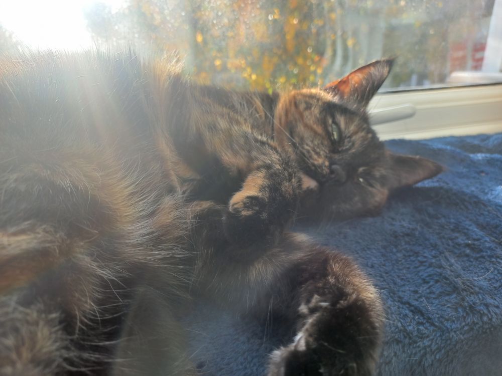 A tortoiseshell cat lying on a blue cushion in the sunshine on a windowsill. There is a tree with golden leaves outside the window