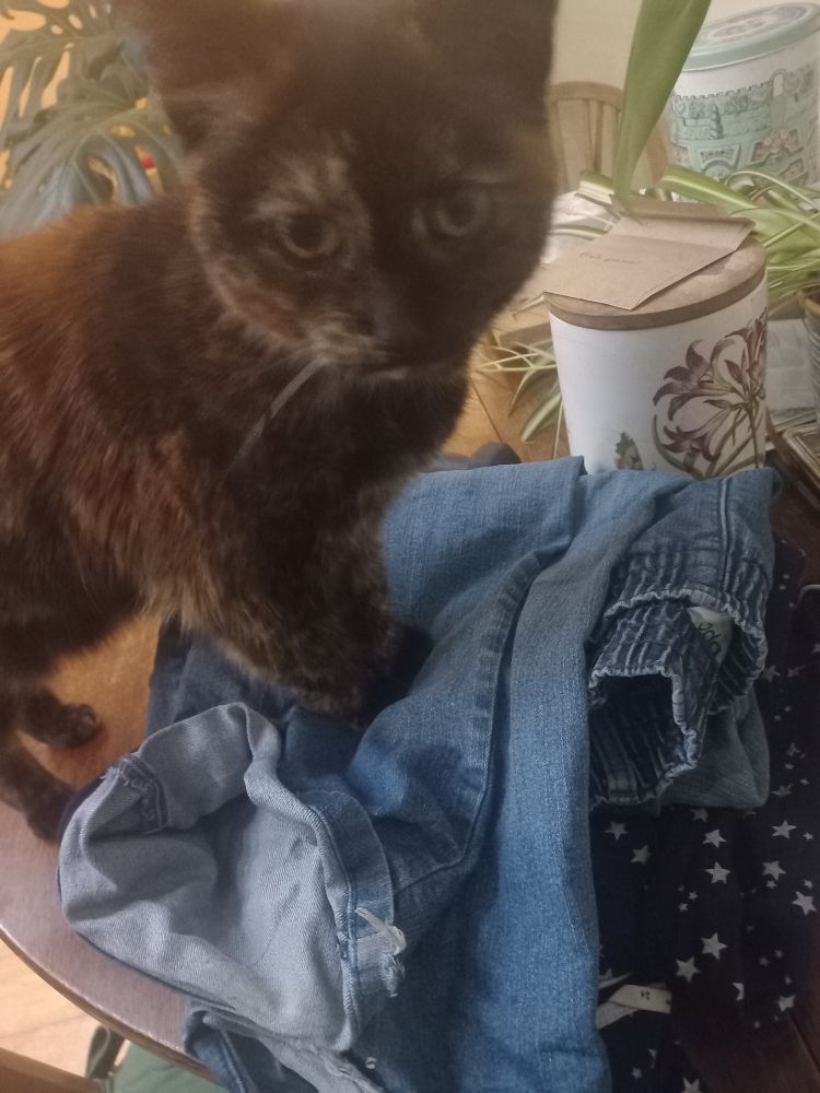 A small tortoiseshell cat is standing with her front paws on a pile of washing. She is looking at the camera looking slightly concerned