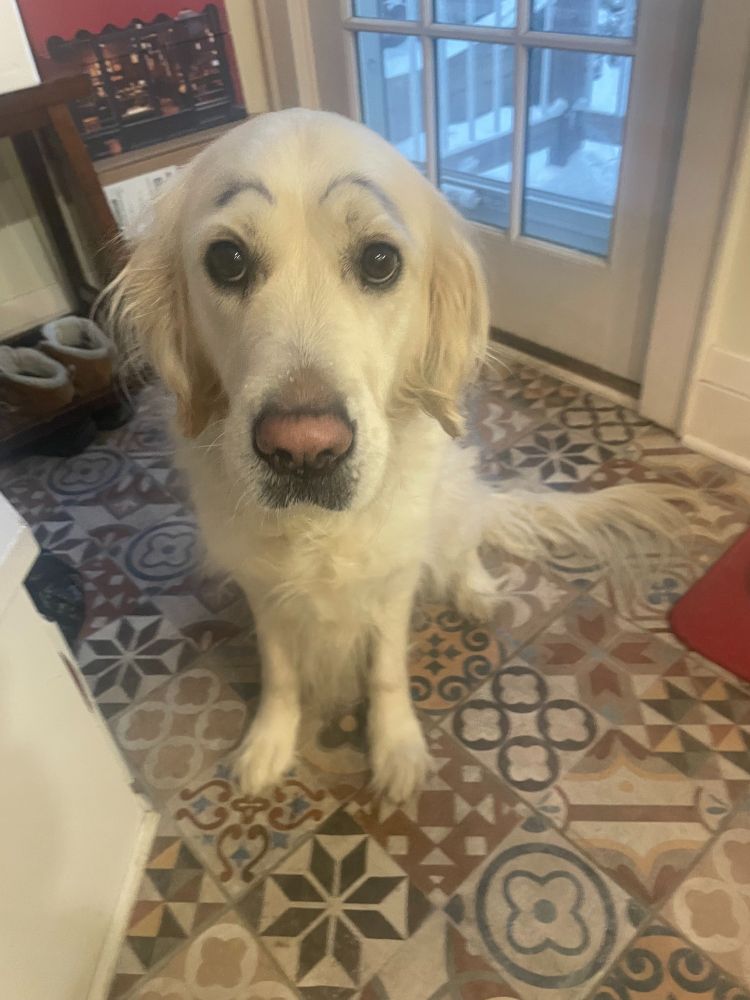 White dog with Joan Crawford eyebrows