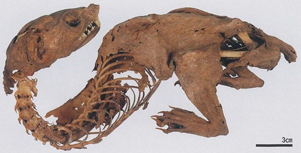 Mummified "dragon"
