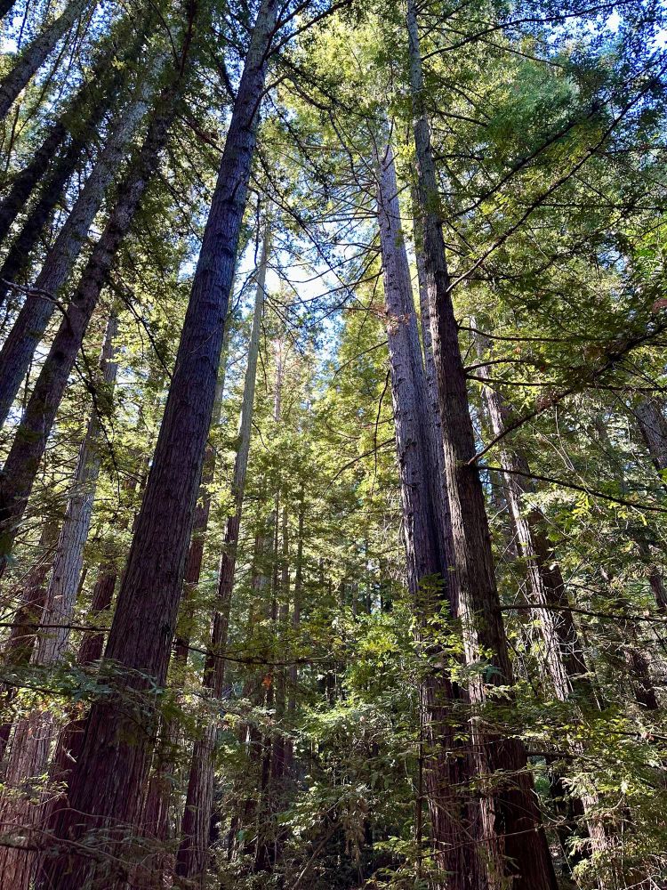 Photo looking up into the canopy of Coastal Redwood trees. 