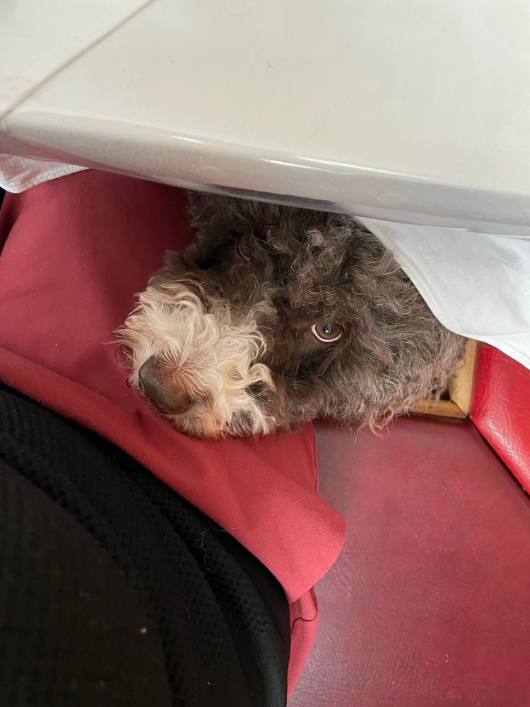 Kopf eines spanischen Wasserhund, der sich zwischen Tisch und Sitzbank hindurch rückt 