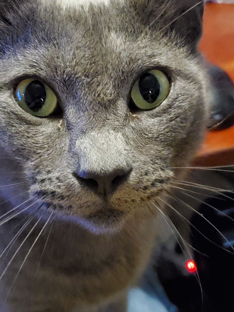 Happy Caturday from Poof a cute grey cat.