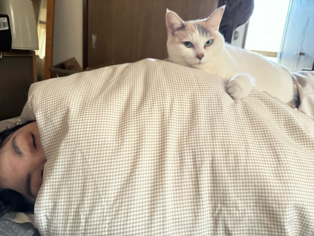 人が寝ている上に猫が乗っている様子です。