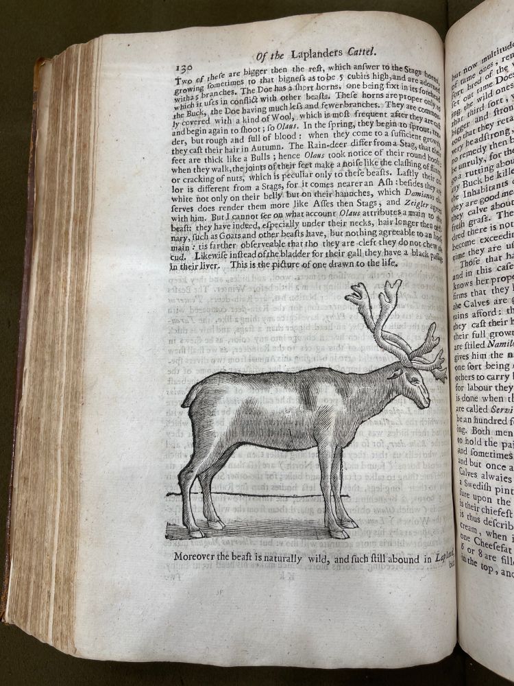 Drawing of a reindeer.