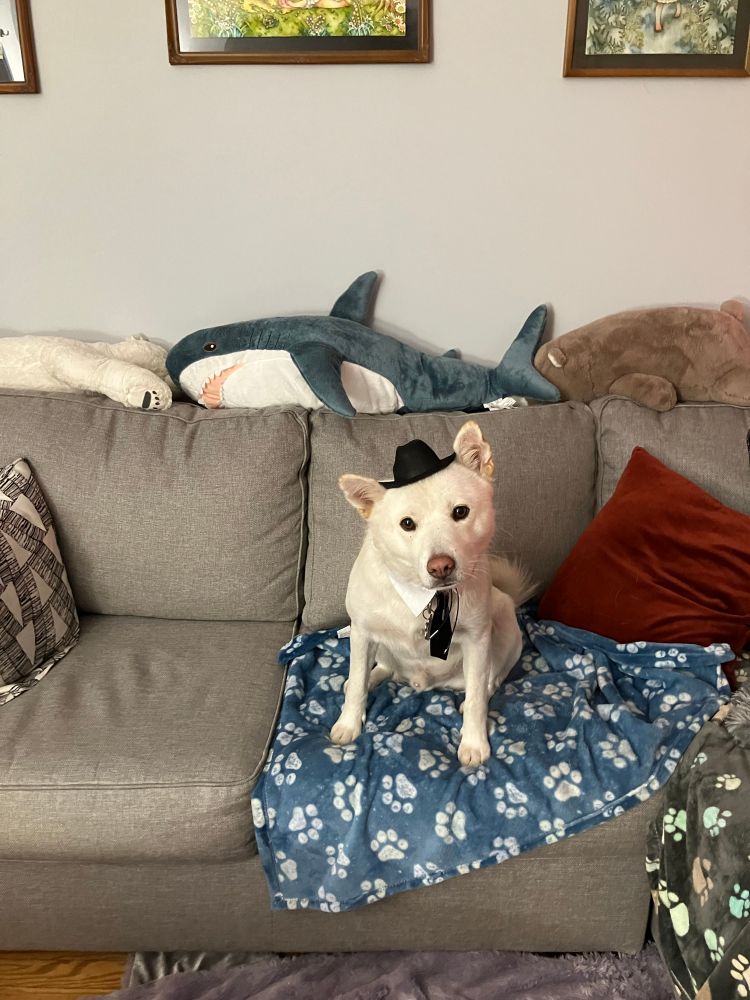 A cream-colored Jindo is suffering a fedora and a collar necktie combo while perched on the couch. He didn’t like playing dress up.
