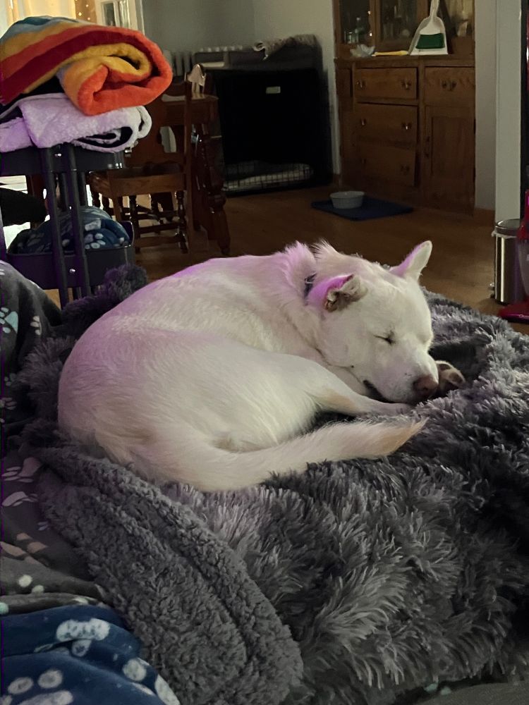 Elwood the Jindo is on a furry purple blanket, curled up and snoozing. His ears are purple from the color-shifting light in the corner of the living room.