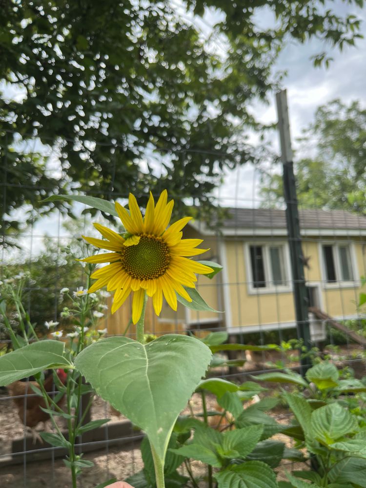 A volunteer sunflower that sprang up along the fence of the chicken run. There was a a yellow coop in the background.