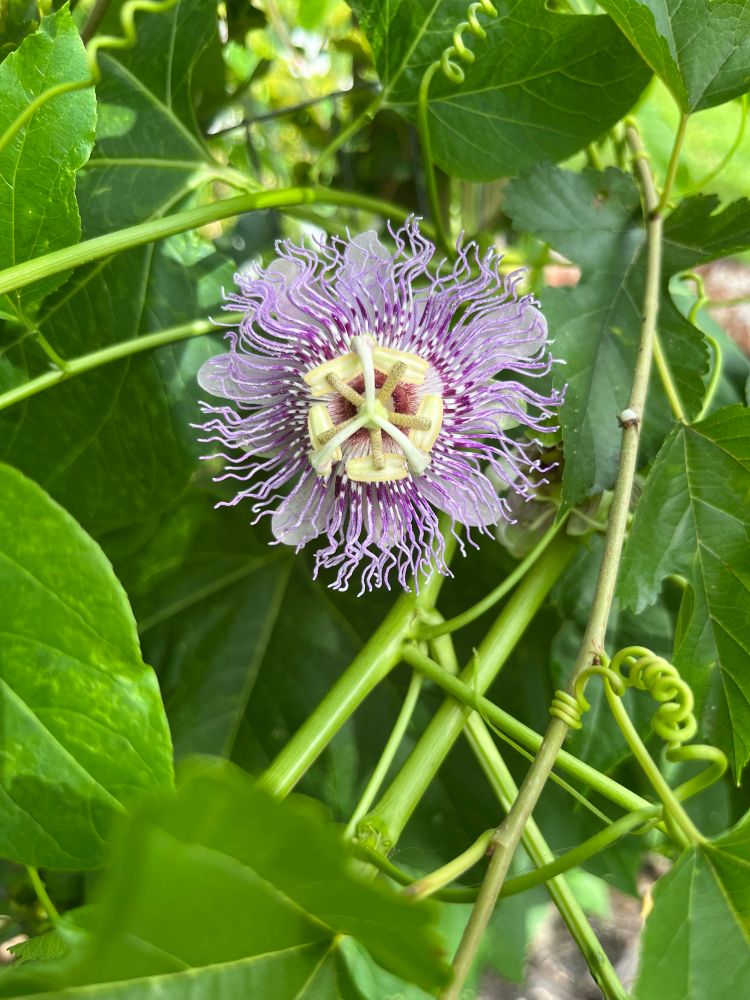 Purple passionflower amid green leaves and vines