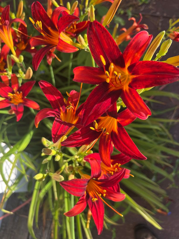 Red-Orange day lilies 