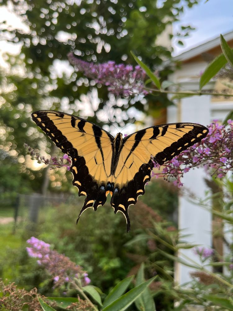 A yellow and black striped tiger swallowtail butterfly rests on the purple flowers of a butterfly bush plant. 