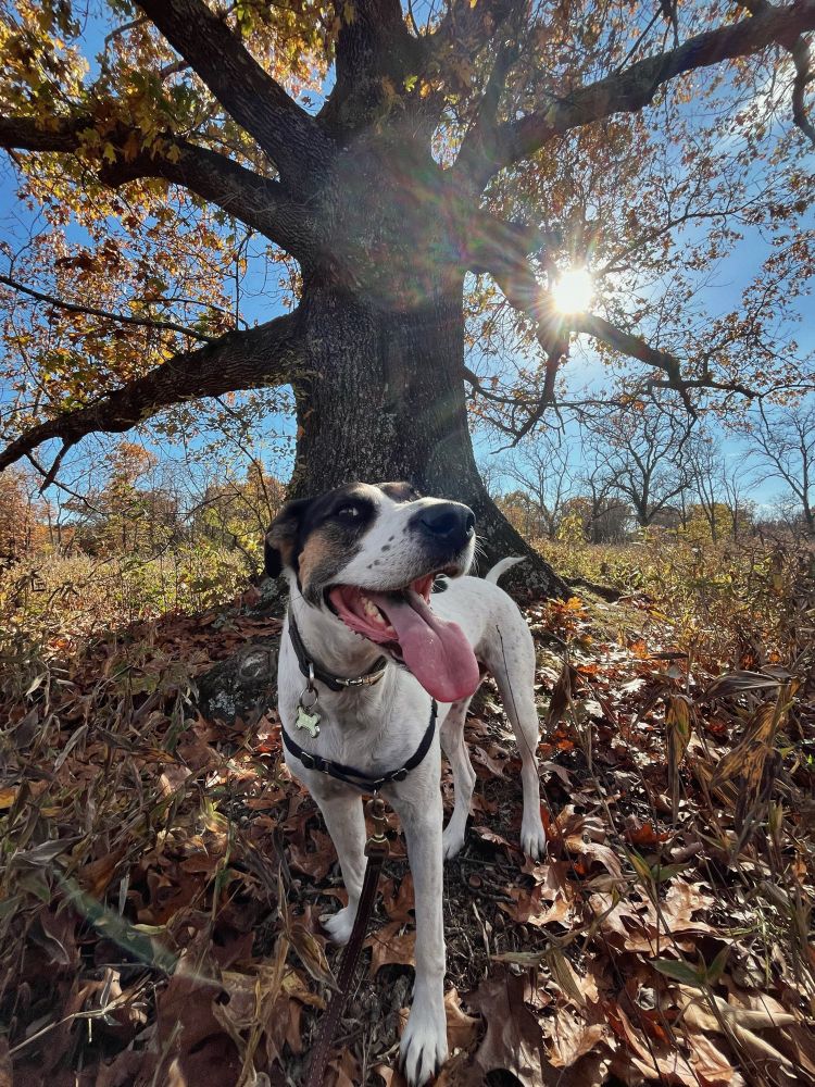 Mabel the hound dog mix poses by her favorite tree. The photo is taken with a wide angle, so Mabel’s tongue looks absurdly large and goofy. A large oak tree with yellow leaves reaches into the sky in the background, with a sun flare shining through the branches.