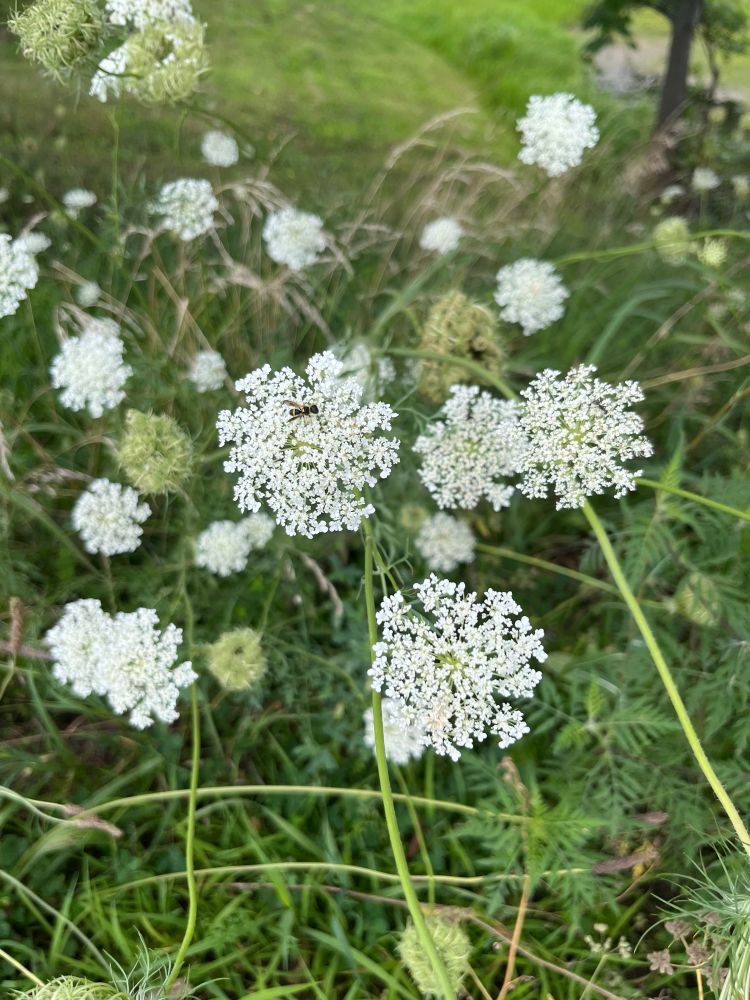 Delicate, white Queen Anne’s lace in a weedy field. 