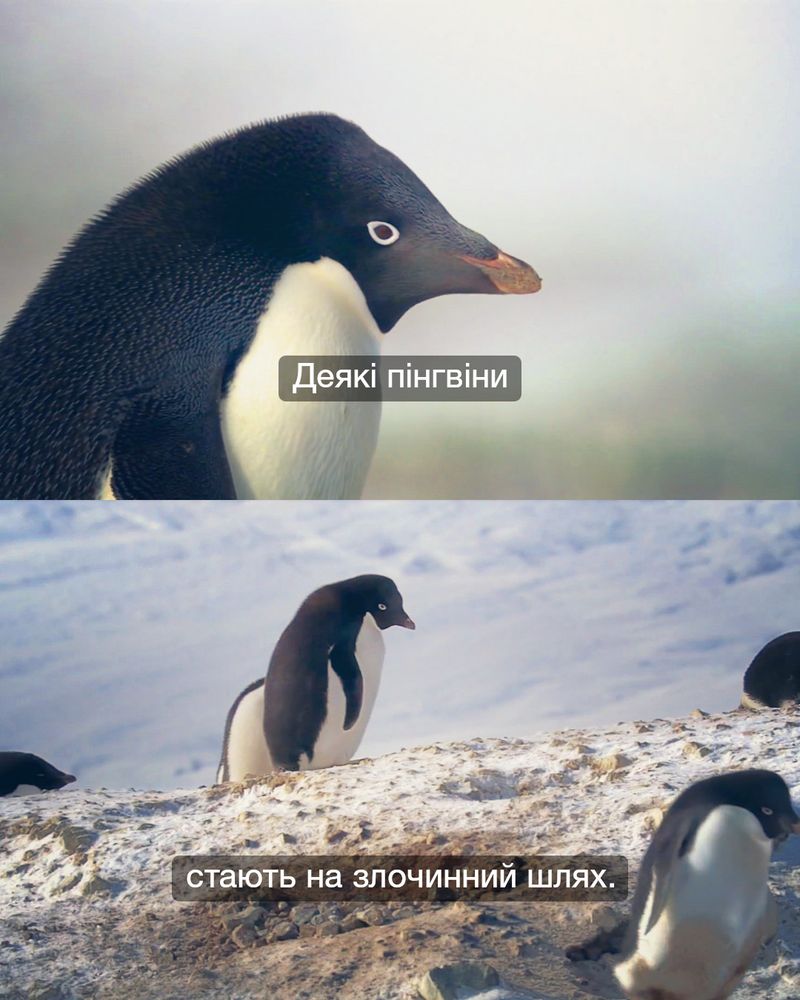 Два кадри документального серіалу «Замерзла планета», коли йдеться про те, що сімейне щастя пінгвінів Аделі залежить від якості побудованих самцями гнізд, гальку для яких вони мусять збирати деінде, але трапляються підступні типи, що не обтяжують себе подібними проблемами й просто крадуть каміння в інших; тож Девід Аттенборо озвучує приголомшливий факт: «Деякі пінгвіни стають на злочинний шлях» (англ. «So some penguins turn to a life of crime»), а щоб це не зіпсувало загальної симпатії до пінгвінів, сам злочин супроводжує кумедна музика.