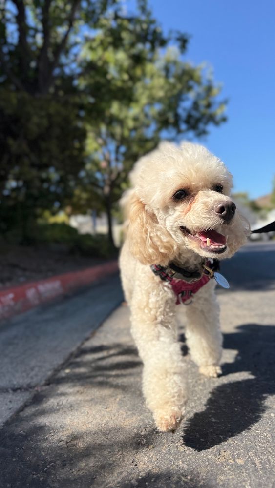A pic of a toy poodle walking down a street.
トイプーが笑顔でお散歩している写真。