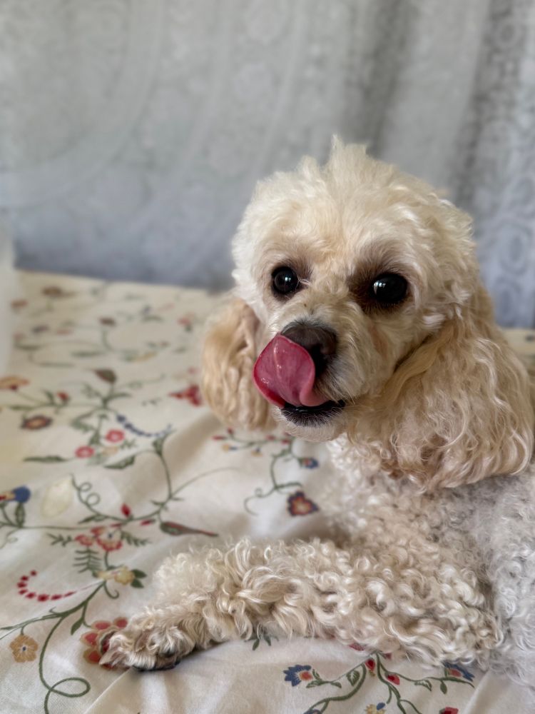 A pic of a toy poodle laying on a bed and lick her nose with a smile.
ベッドに横になりながら、満足げに鼻を舐めているトイプードルの写真。