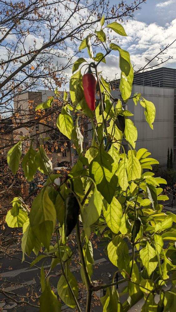 Un plan de piment sur mon balcon en ville, avec un piment rouge et un vert, les feuillent tombent à cause du froid