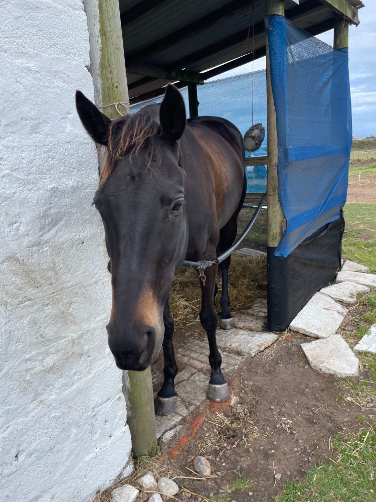 A dark bay thoroughbred mare with perky ears peeks innocently out of her stable. 