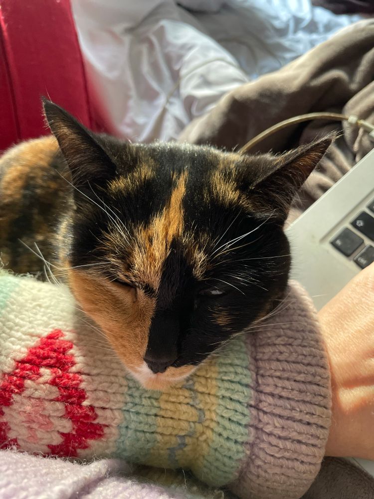 Calico cat sleeping on my arm as I try to type. 